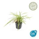 Ornamental grass - Golden-edged sedge - Carex morrowii Aureovariegata - 9cm pot
