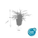 Ornamental grass - Golden-edged sedge - Carex morrowii Aureovariegata - 9cm pot