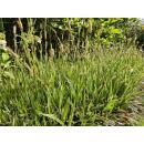 Ornamental grass - Golden-edged sedge - Carex morrowii Aureovariegata - 9cm pot