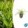 Ornamental grass - Golden-edged sedge - Carex morrowii Aureovariegata - 9cm pot