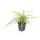 Ornamental grass - Golden-edged sedge - Carex morrowii Aureovariegata - 9cm pot