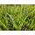 Ornamental grass - Golden-edged sedge - Carex morrowii Aureovariegata - 9cm pot