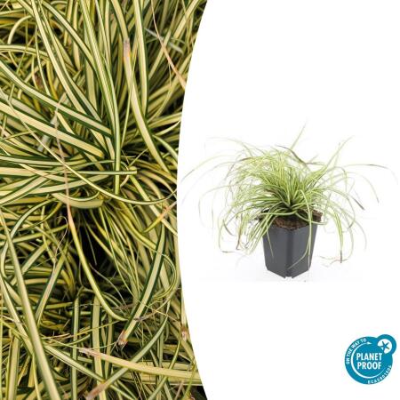 Ziergras - Gold-Segge - Carex oshimensis Evergold - 9cm Topf