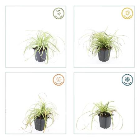 saatgut eu Saxa Bush Bean  Organic Seeds  Heirbloom