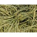 Ziergras - Gold-Segge - Carex oshimensis Evergold - 9cm Topf
