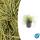 Ziergras - Gold-Segge - Carex oshimensis Evergold - 9cm Topf