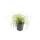 Ziergras - Gold-Segge - Carex oshimensis Evergold - 9cm Topf