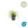Ziergras - Gold-Segge - Carex oshimensis Evergold - 9cm Topf