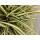 Ziergras - Gold-Segge - Carex oshimensis Evergold - 9cm Topf