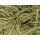 Ziergras - Gold-Segge - Carex oshimensis Evergold - 9cm Topf