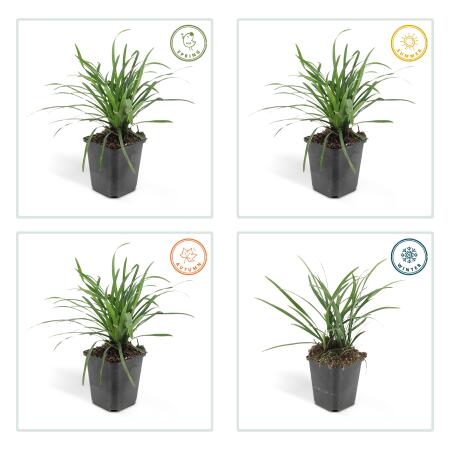 Uy qurilishi porno vasvasasi Jinsiy aloqa