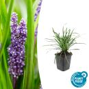Glöckchentraube - Liliengras - Liriope muscari...