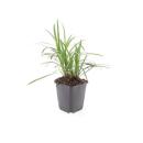 Bell vine - Lily grass - Liriope muscari Monroe White -...