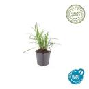 Glöckchentraube - Liliengras - Liriope muscari Monroe White - 9cm Topf