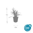 Glöckchentraube - Liliengras - Liriope muscari Monroe White - 9cm Topf