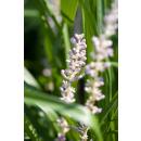 Glöckchentraube - Liliengras - Liriope muscari Monroe White - 9cm Topf