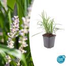 Glöckchentraube - Liliengras - Liriope muscari Monroe White - 9cm Topf