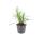 Glöckchentraube - Liliengras - Liriope muscari Monroe White - 9cm Topf
