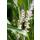 Glöckchentraube - Liliengras - Liriope muscari Monroe White - 9cm Topf