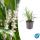 Glöckchentraube - Liliengras - Liriope muscari Monroe White - 9cm Topf