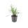 Glöckchentraube - Liliengras - Liriope muscari Monroe White - 9cm Topf
