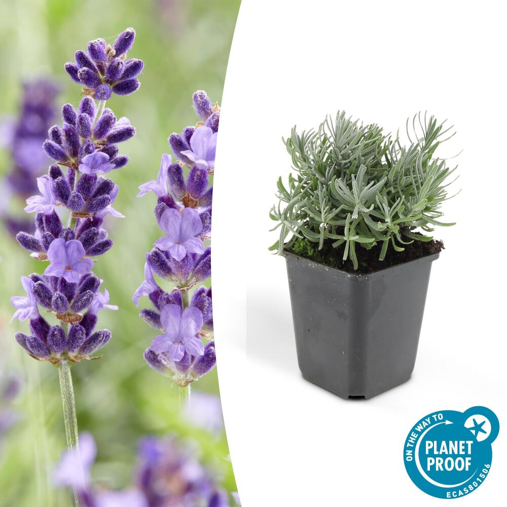 Lavendel-Pflanze - Lavandula angustifolia 'Hidcote' - 9cm Topf
