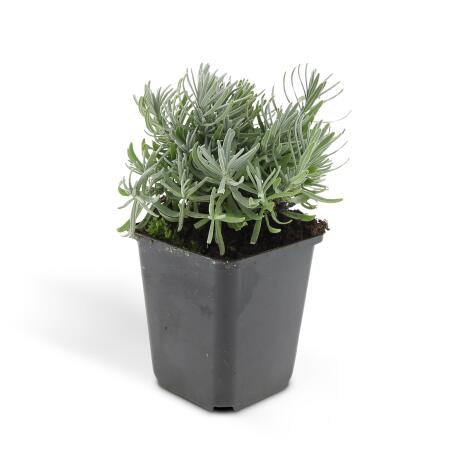 Lavendel-Pflanze - Lavandula angustifolia 'Hidcote' - 9cm Topf