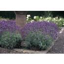 Plante de lavande - Lavandula angustifolia Dwarf Blue - Lavande vraie - Pot 9cm