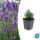 Plante de lavande - Lavandula angustifolia Dwarf Blue - Lavande vraie - Pot 9cm