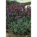 Lavendel-Pflanze - Lavandula angustifolia Munstead - Echter Lavendel - 9cm Topf