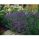 Lavendel-Pflanze - Lavandula angustifolia Munstead - Echter Lavendel - 9cm Topf