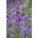 Lavendel-Pflanze - Lavandula angustifolia Munstead - Echter Lavendel - 9cm Topf