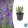 Lavendel-Pflanze - Lavandula angustifolia Munstead - Echter Lavendel - 9cm Topf