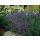 Lavendel-Pflanze - Lavandula angustifolia Munstead - Echter Lavendel - 9cm Topf