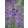 Lavendel-Pflanze - Lavandula angustifolia Munstead - Echter Lavendel - 9cm Topf