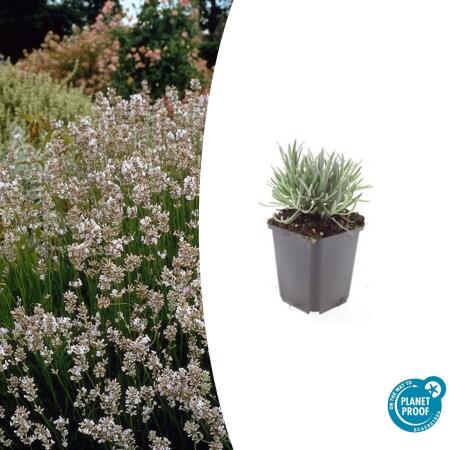 Lavande blanche de Provence - Lavandula intermedia Edelweiss - pot 9cm