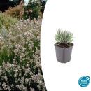Lavande blanche de Provence - Lavandula intermedia Edelweiss - pot 9cm