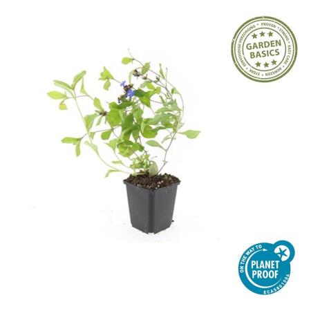 Bodendecker - Chinesischer Bleiwurz - Ceratostigma plumbaginoides - 9