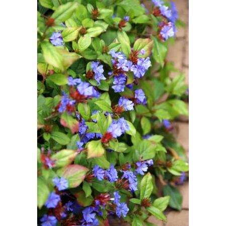 Bodendecker - Chinesischer Bleiwurz - Ceratostigma plumbaginoides - 9