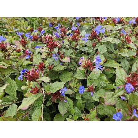 Bodendecker - Chinesischer Bleiwurz - Ceratostigma plumbaginoides - 9