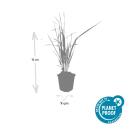 Herbe dornement - Herbe à cheval - Calamagrostis acutiflora Karl Foerster - Pot 9cm