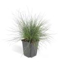 Ziergras - Blauschwingelgras - Festuca glauca Elijah Blue...