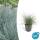 Ornamental grass - Blue fescue grass - Festuca glauca Elijah Blue - 9cm pot