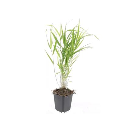 Ziergras - Japanisches Waldgras - Hakonechloa macra - 9cm Topf