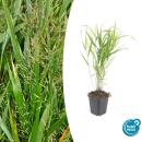 Ziergras - Japanisches Waldgras - Hakonechloa macra - 9cm...
