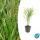 Herbe ornementale - Herbe de la forêt japonaise - Hakonechloa macra - Pot 9cm