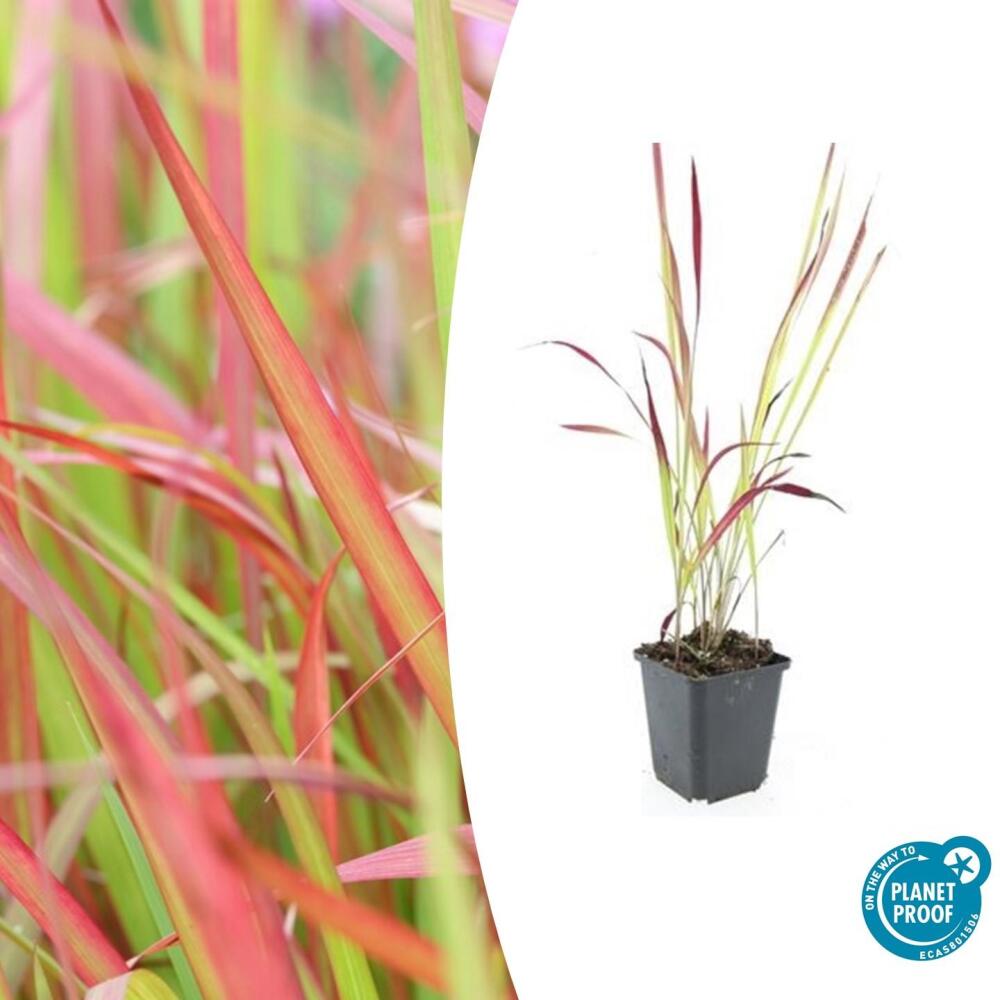 Ziergras - Japanisches Blutgras - Imperata cylindrica 'Red Baron' - 9