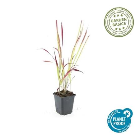 Ziergras - Japanisches Blutgras - Imperata cylindrica 'Red Baron' - 9