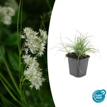 Ziergras - Weiße Hainsimse - Schnee-Marbel - Luzula nivea - 9cm Topf