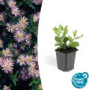 Arbuste décoratif - Aster sauvage - Aster...
